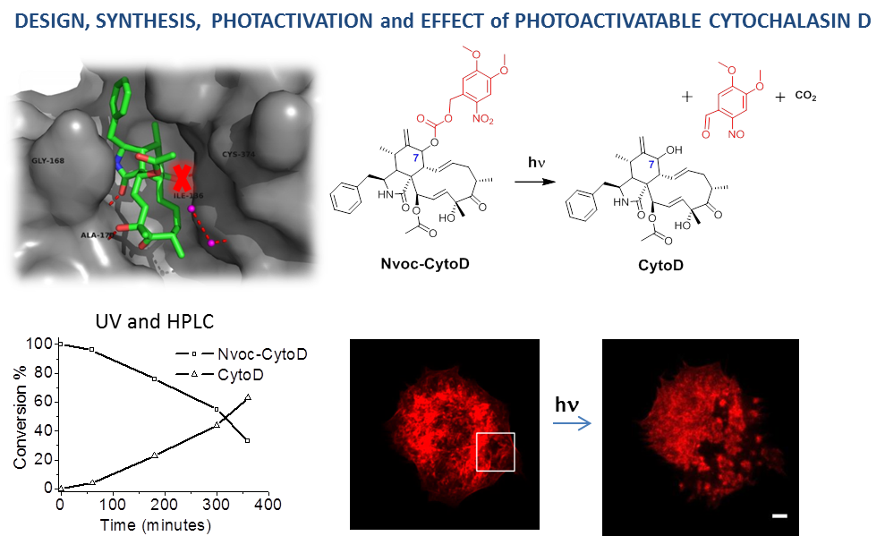 project showing photoprotected drug design